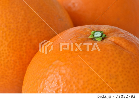 みかん（紅まどんな） 73052792