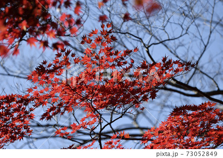 青空バックの紅葉したもみじ 73052849
