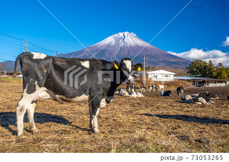 朝霧高原　乳牛 73053265