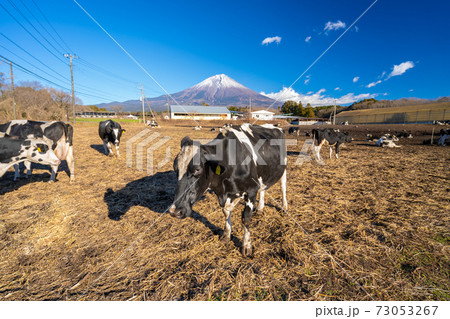 朝霧高原　乳牛 73053267