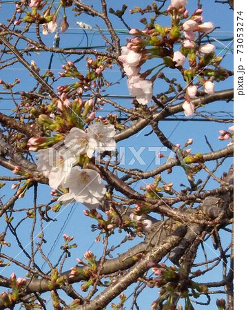 模範的な生育状態の桜 73053274