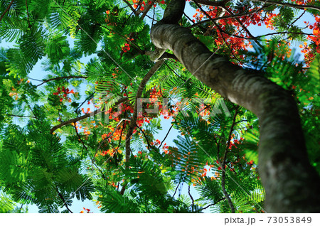 Beautiful red royal poinciana or flamboyant flower (Delonix regia) in summer Beautiful red royal poinciana or flamboyant flower (Delonix regia) in summer 73053849