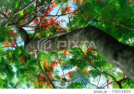 Beautiful red royal poinciana or flamboyant flower (Delonix regia) in summer Beautiful red royal poinciana or flamboyant flower (Delonix regia) in summer 73053850