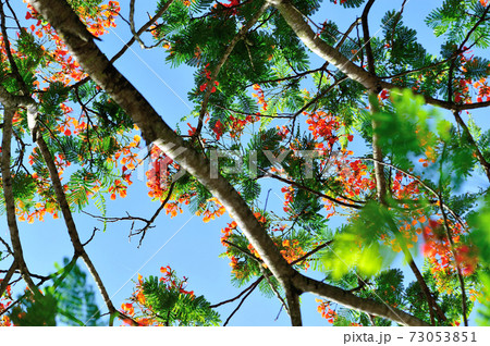 Beautiful red royal poinciana or flamboyant flower (Delonix regia) in summer Beautiful red royal poinciana or flamboyant flower (Delonix regia) in summer 73053851