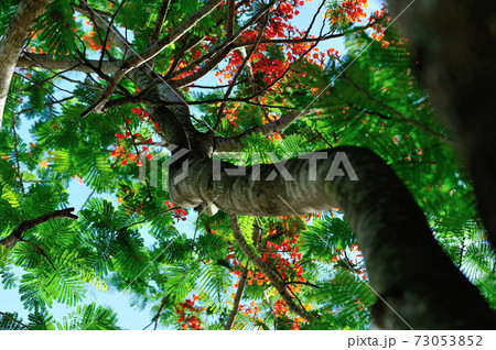Beautiful red royal poinciana or flamboyant flower (Delonix regia) in summer Beautiful red royal poinciana or flamboyant flower (Delonix regia) in summer 73053852