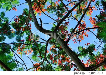 Beautiful red royal poinciana or flamboyant flower (Delonix regia) in summer Beautiful red royal poinciana or flamboyant flower (Delonix regia) in summer 73053854