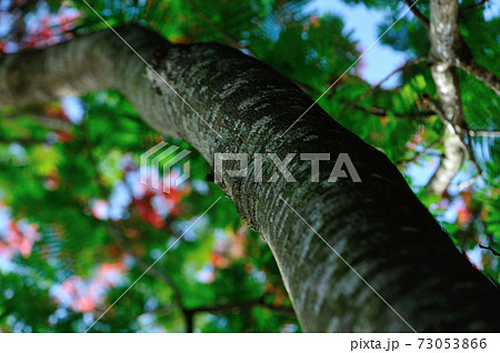 Beautiful red royal poinciana or flamboyant flower (Delonix regia) in summer Beautiful red royal poinciana or flamboyant flower (Delonix regia) in summer 73053866