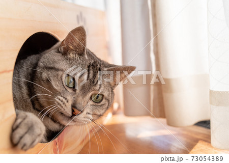 箱から顔を出す猫 サバトラ猫 箱から顔を出す猫 サバトラ猫 73054389