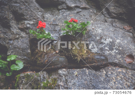 Two shoes as a decoration with flowers Two shoes as a decoration with flowers 73054676