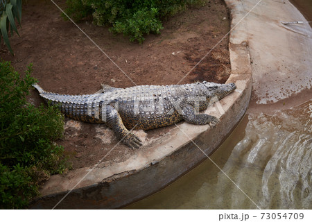 big crocodile in an artificial environment big crocodile in an artificial environment 73054709