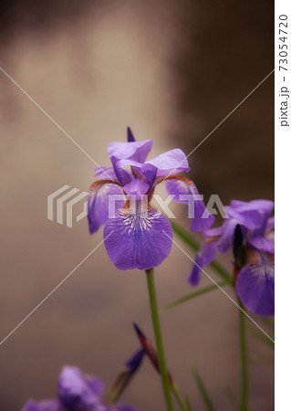 Close up of a beautiful flower with a soft background 73054720