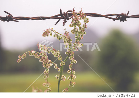 Close up of a barbed wire with a soft background 73054723