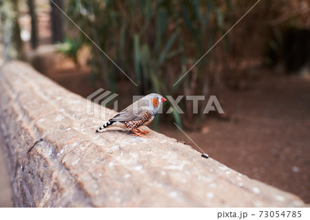 small bird (Zebra finch) from its right side on a natural environment 73054785