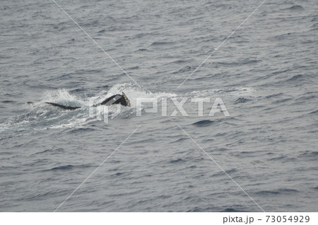 ザトウクジラの尻尾（慶良間諸島 近海／沖縄県） 73054929