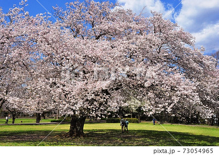神奈川県藤沢市 大庭城址公園の満開桜 神奈川県藤沢市 大庭城址公園の満開桜 73054965