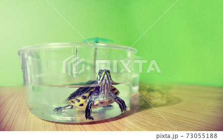 Tiny domestic turtle on a plastic fishtank 73055188