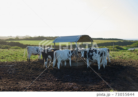 Group of cows drinking water from a well on a meadow near the sea in Galicia, Spain Group of cows drinking water from a well on a meadow near the sea in Galicia, Spain 73055644
