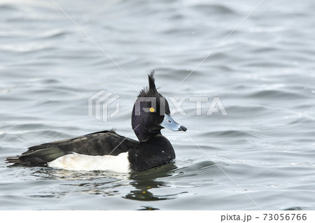 キンクロハジロ 73056766