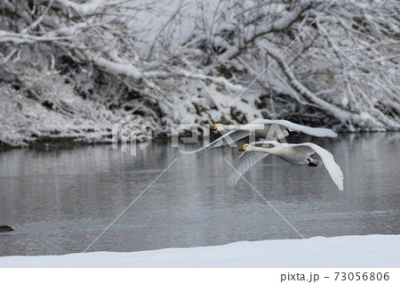 白鳥 白鳥 73056806