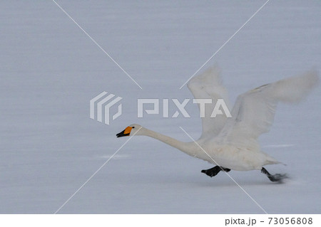 白鳥 白鳥 73056808