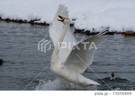 白鳥 白鳥 73056809