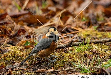 ヤマガラ 73056835