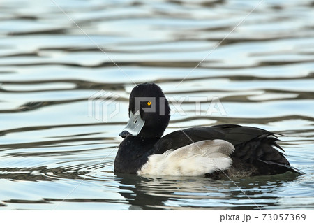 キンクロハジロ キンクロハジロ 73057369