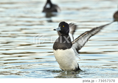 キンクロハジロ 73057370