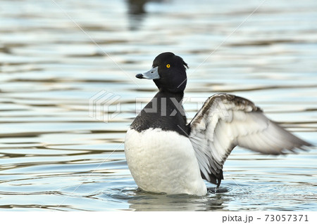 キンクロハジロ 73057371