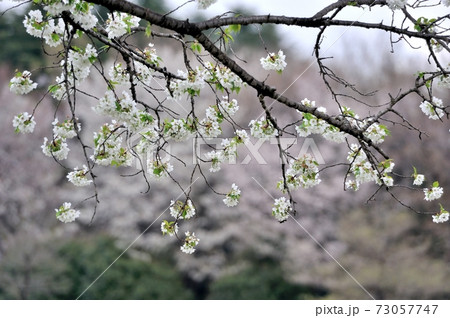 彩の森入間公園、大島桜の枝振りを撮る 彩の森入間公園、大島桜の枝振りを撮る 73057747