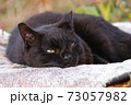 庭でのんびり寛ぐ黒猫 73057982