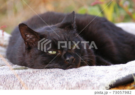 庭でのんびり寛ぐ黒猫 73057982
