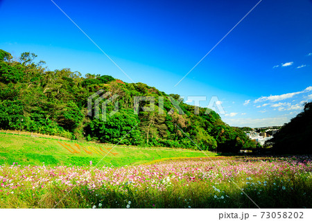 神奈川県横須賀市久里浜花の国の秋 コスモス の写真素材