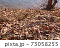 冬 葉 木 73058255