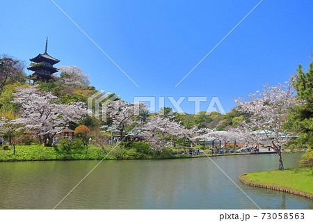 【神奈川県】三溪園の三重塔と満開桜 73058563