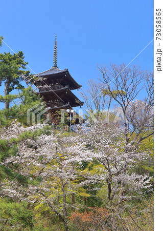 【神奈川県】三溪園の三重塔と満開桜 73058565