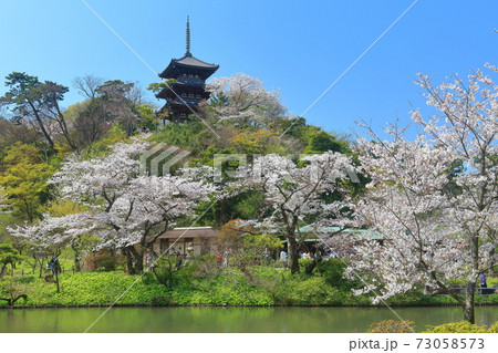 【神奈川県】三溪園の三重塔と満開桜 73058573