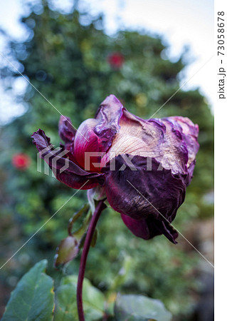 枯れた薔薇の花の写真素材