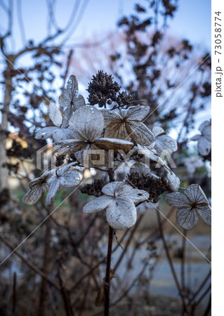冬に枯れ残った紫陽花の花の写真素材