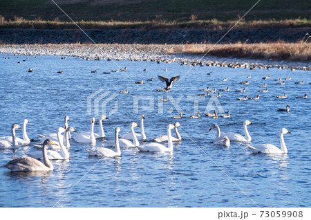 白鳥の飛来地 白鳥の飛来地 73059908