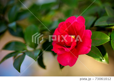 真っ赤な山茶花 73061012