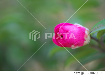 真っ赤な山茶花の蕾 73061193