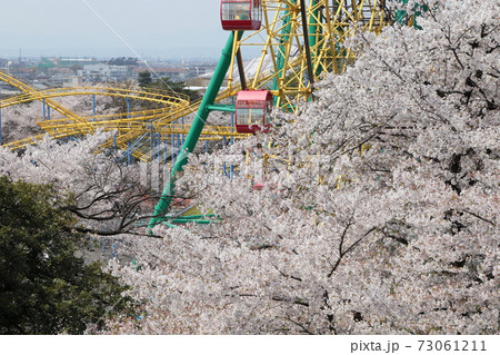 華蔵寺公園桜の写真素材
