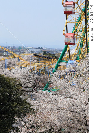 華蔵寺公園桜の写真素材