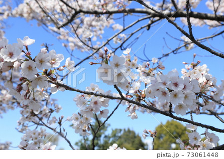波志江沼環境ふれあい公園 桜 波志江沼環境ふれあい公園 桜 73061448