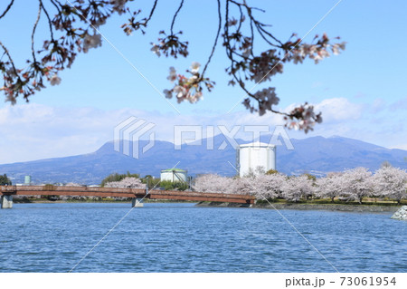 波志江沼環境ふれあい公園 桜 波志江沼環境ふれあい公園 桜 73061954