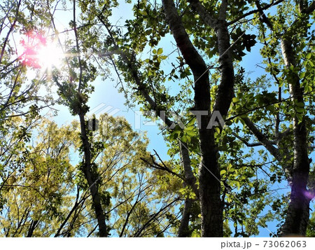 木漏れ日 眩しい春のひととき 2 の写真素材
