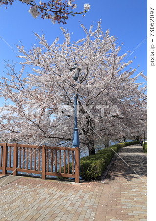 波志江沼環境ふれあい公園 桜 波志江沼環境ふれあい公園 桜 73062097
