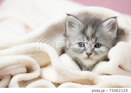 毛布にくるまったメインクーンの子猫 73062120