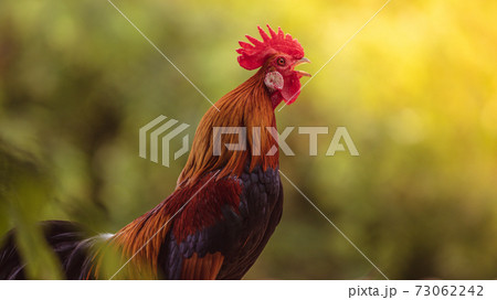 rooster with beautiful feathers in the morning sun rooster with beautiful feathers in the morning sun 73062242